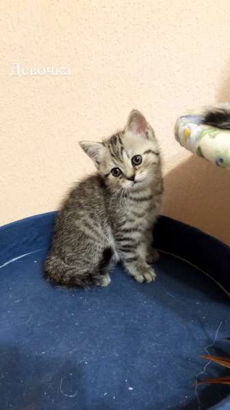 Милые шотландцы ищут своих хозяев ! в Санкт-Петербурге фото 19