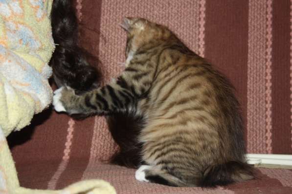 Курильский бобтейл в Санкт-Петербурге фото 7