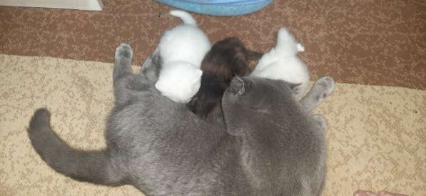 Котята скоттиш фолд в фото 11