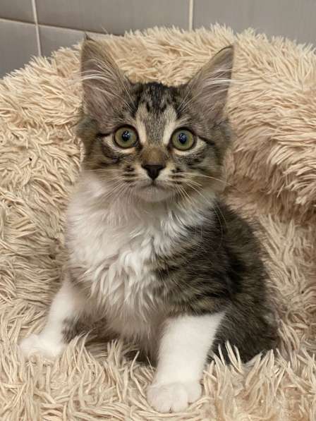 Чудесные котята ищут семью в Москве фото 10