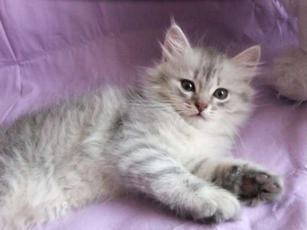 Котенок шотландской вислоухой