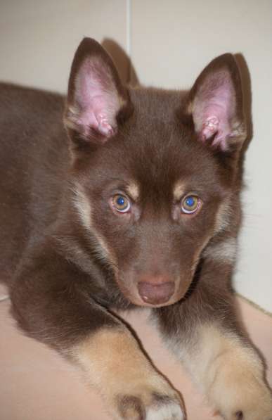 Щенок метис хаски в добрые руки в Москве фото 11