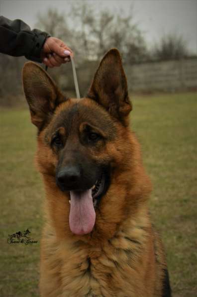 Немецкая овчарка в фото 8