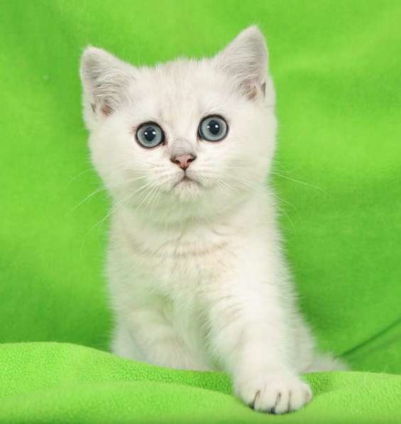 Британские серебристые шиншилы