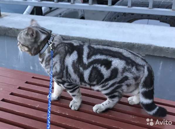 Кот на вязку -1500 котята от 2000 в Шуе фото 5