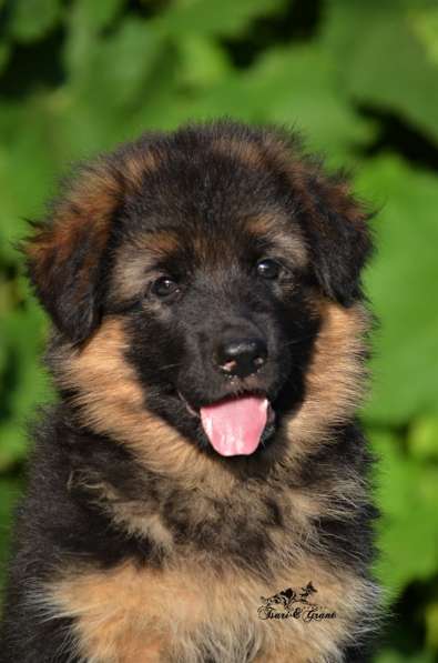 Немецкая овчарка в фото 35