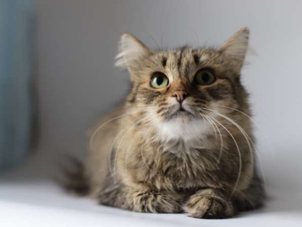 Моника - ласковая пушистая сибирская кошка