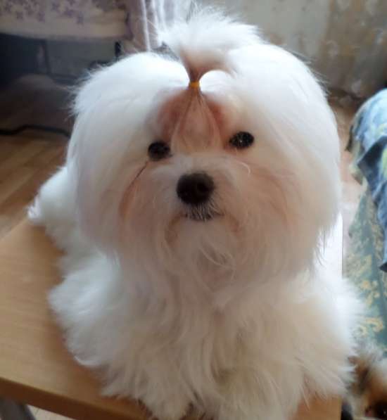 Продаются щенки