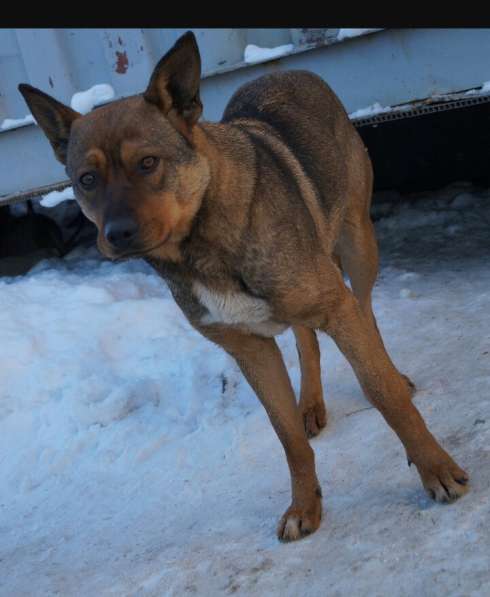 Дана, 1 год, ищет дом! в Раменское фото 15