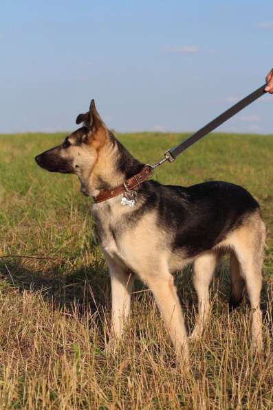 Ника метис овчарки ВЕО в Москве фото 3