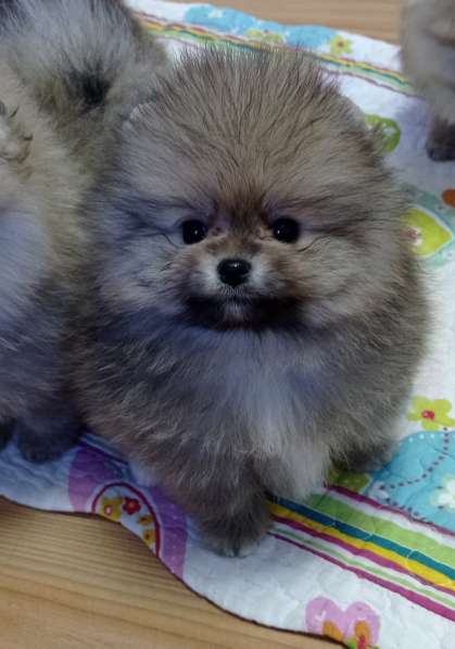 Щенки шпиц в Калининграде фото 21