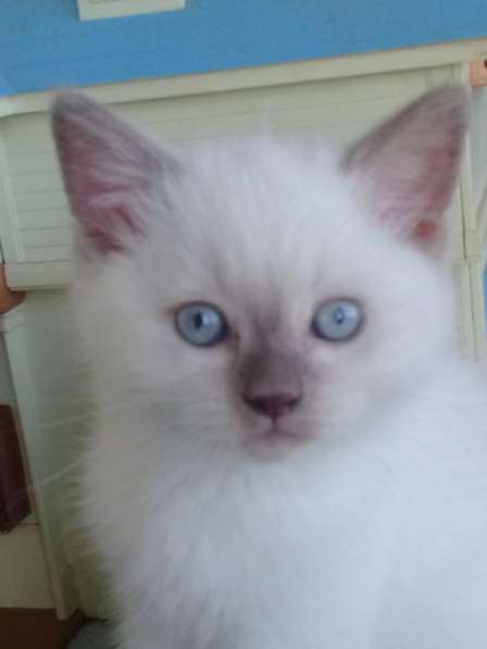 Шотландские котята в Санкт-Петербурге фото 14