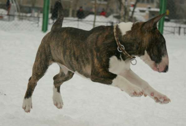 Standard Bullterrier. Female в Санкт-Петербурге