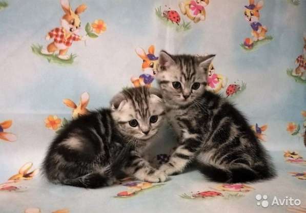 Котята -вислоухие и прямоухие в Костроме фото 11