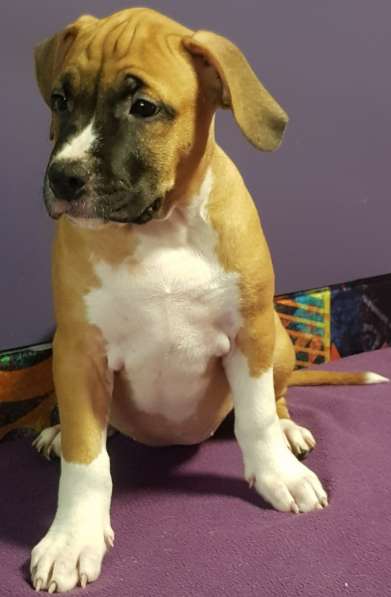 Стаффордширский терьер ДЕВОЧКА в Москве фото 5