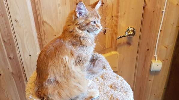 Красная кошечка мейн-кун в Санкт-Петербурге фото 11