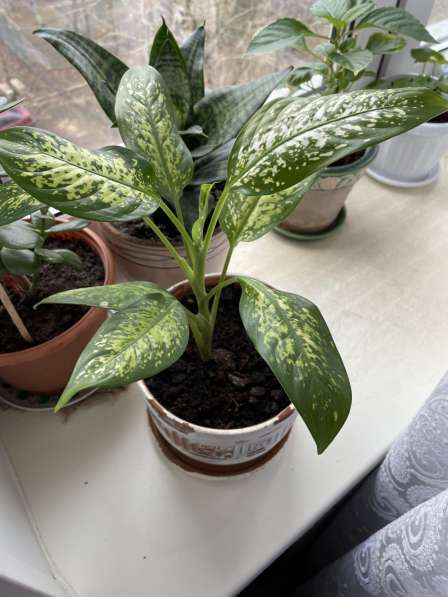 Диффенбахия в Москве фото 6