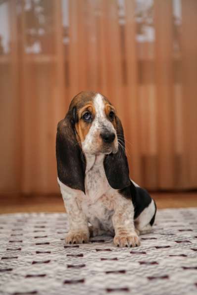 Щенки Бассет-хаунд в Армавире фото 18