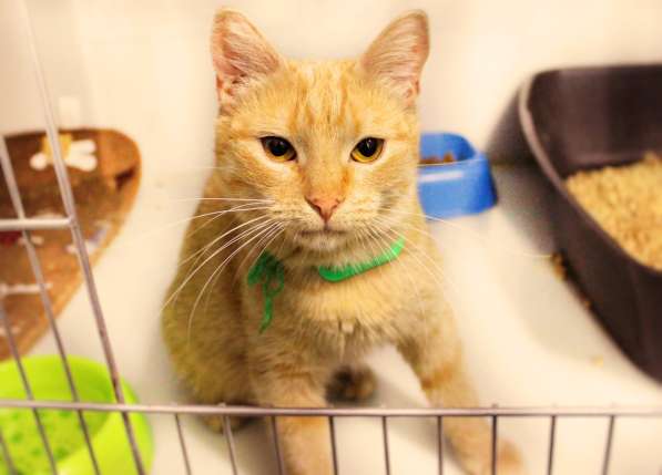 Чудесная Изольда ищет самую заботливую семью в Москве