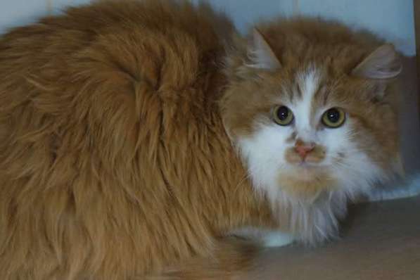 Солнечная кошка Милочка в Москве фото 33