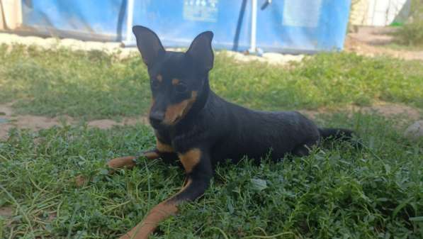 Отдаем девочку в добрые руки в фото 4