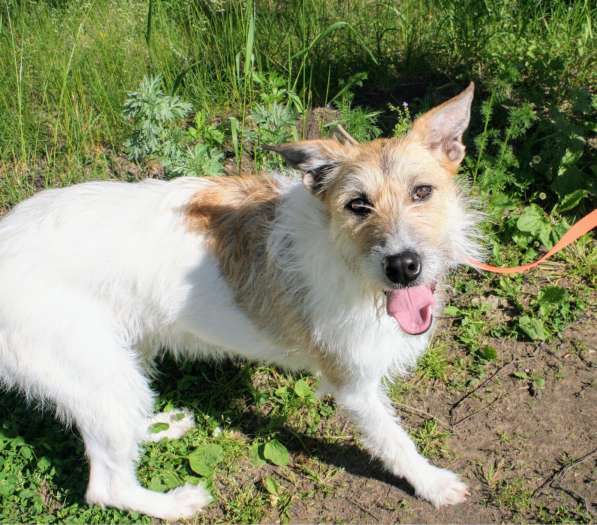 Обаятельная Скрепка ищет семью в Москве фото 19