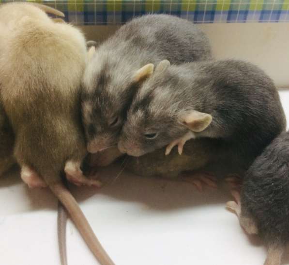 Редкие Крымские крысята в Москве фото 3