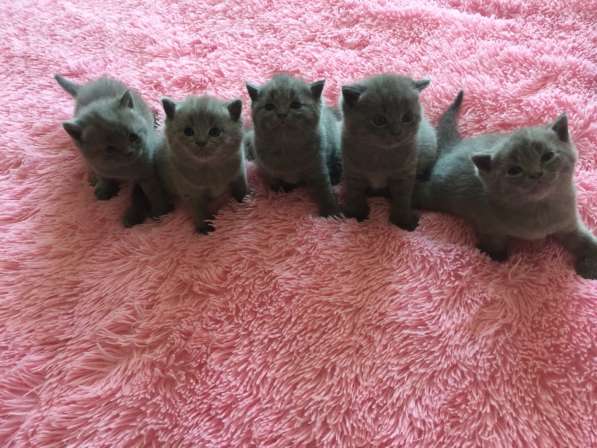 Продам британских котят в Москве