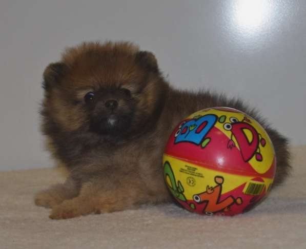 Лапочка в Одинцово фото 21