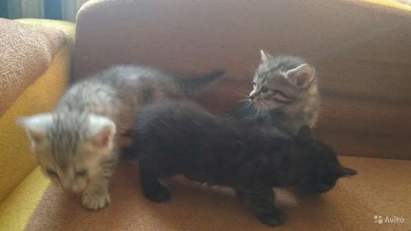 Раздаю счастье в Пензе фото 5