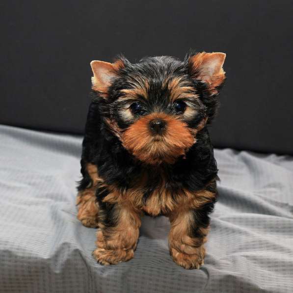 Кукольные девочка и мальчик йоркширский терьер! в фото 3