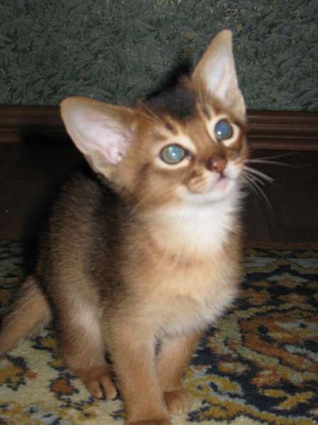 Продажа АБИССИНСКИХ котят в Дмитрове фото 16