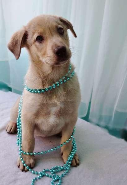 Великолепная Четверка в дар в Москве фото 53