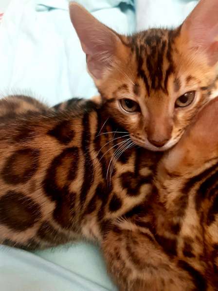 ЧИСТОПОРОДНЫЕ БЕНГАЛЯТА в Санкт-Петербурге