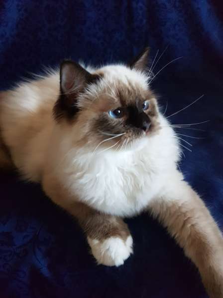 Рэгдолл котята в фото 36