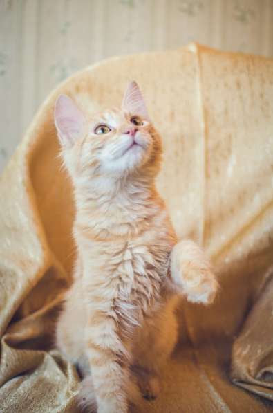 Предлагаются очаровательные рыжие котята