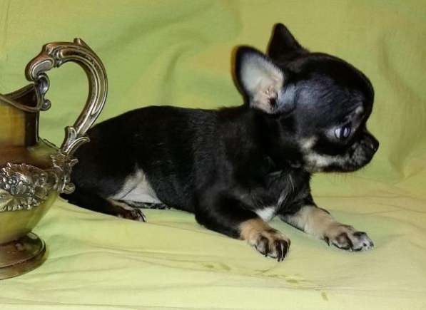 ЧИХУАХУАЗамечательная мини-девочка