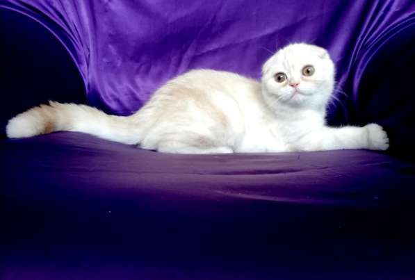 Клубный шотландский котенок с родословной и прививками из пи в фото 7
