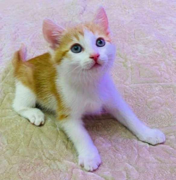 Котенок в добрые руки. Рыжий Вася в Москве фото 9