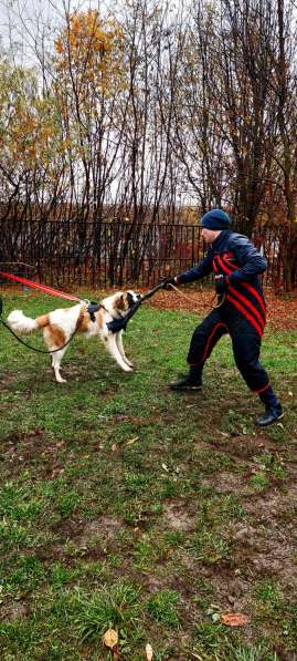 Дрессировка собак в Подольске фото 5