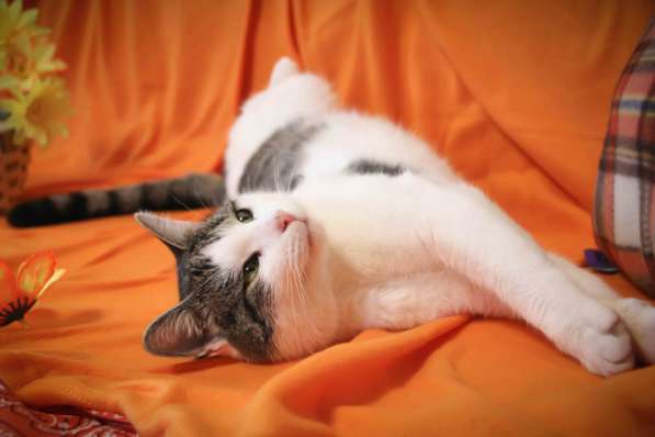 Котик в добрые руки! в Москве фото 6