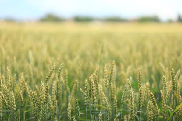 Продаем большим оптом 50000 тысяч тон пшеницу 2019-2025 года в Волгограде фото 7