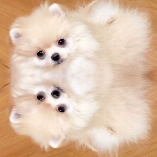 Мини шпиц. Кроха