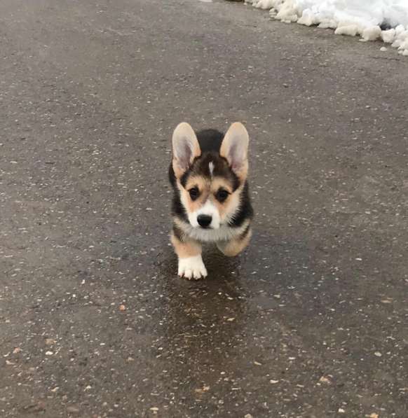 Welsh corgi pemproke