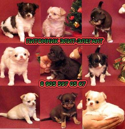 Щенки чихуахуа. Прекрасный выбор мини щенков в Москве фото 3