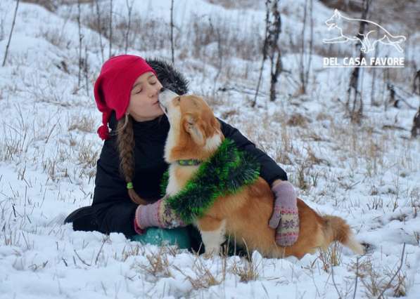 Подрощеный кобель Вельш Корги Пемброк в фото 11