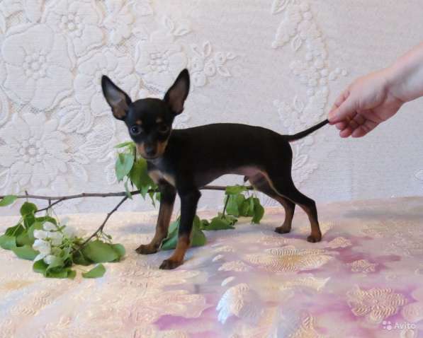 Щенки Русского Той терьера в Красноярске фото 8