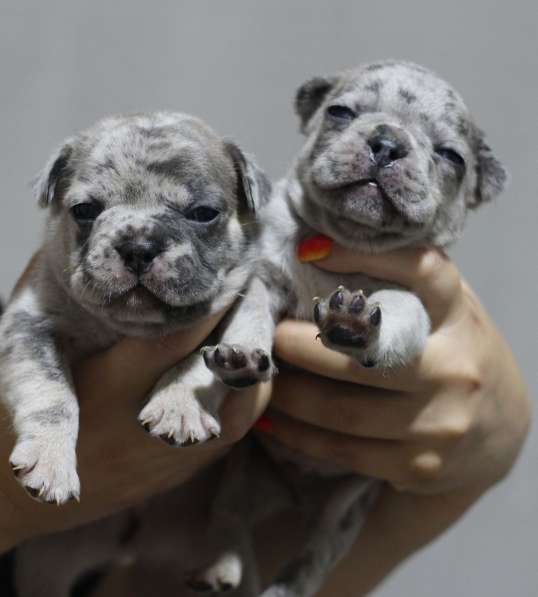 Щенки французского бульдога в фото 5
