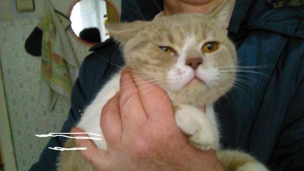 Найден кот в Москве