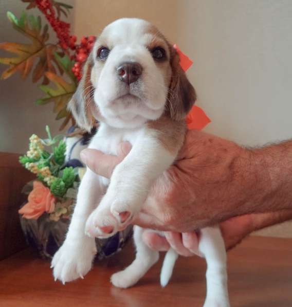 Продаются щенки бигля в Волгограде фото 16